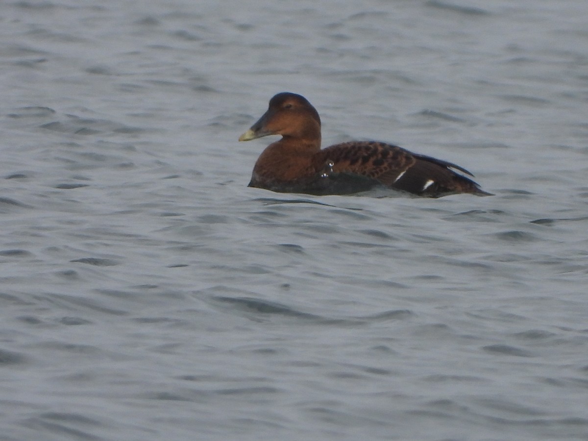 eBird Checklist 1 Feb 2024 Fort TildenRocky Point Marsh 13