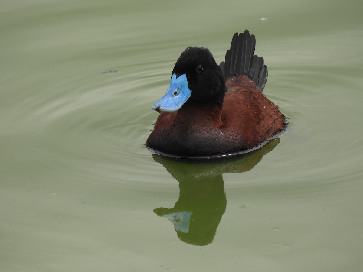 Andean Duck - ML614271690