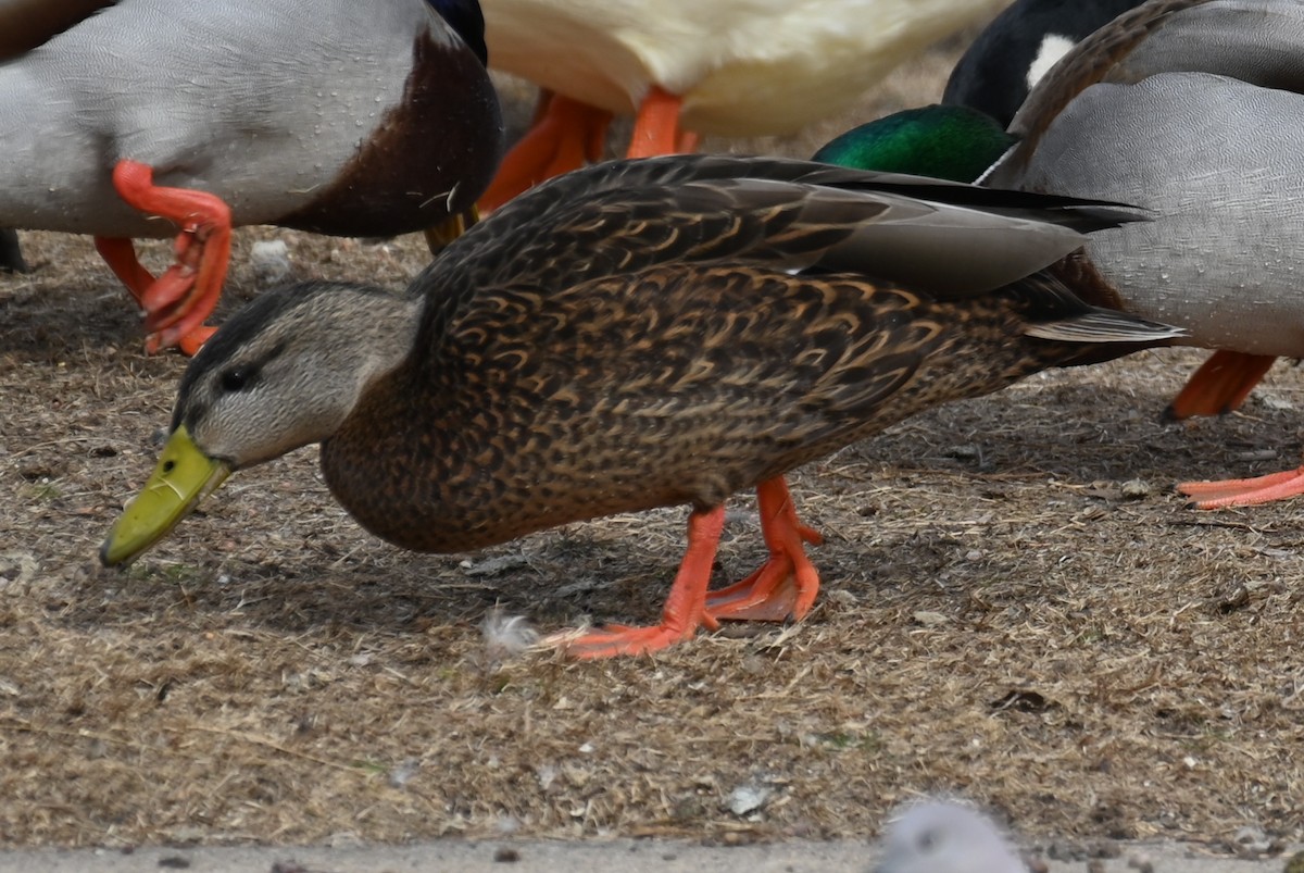 Mexican Duck - ML614271697