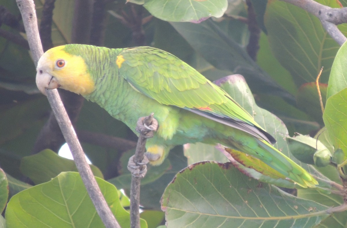 Yellow-shouldered Parrot - ML614271980
