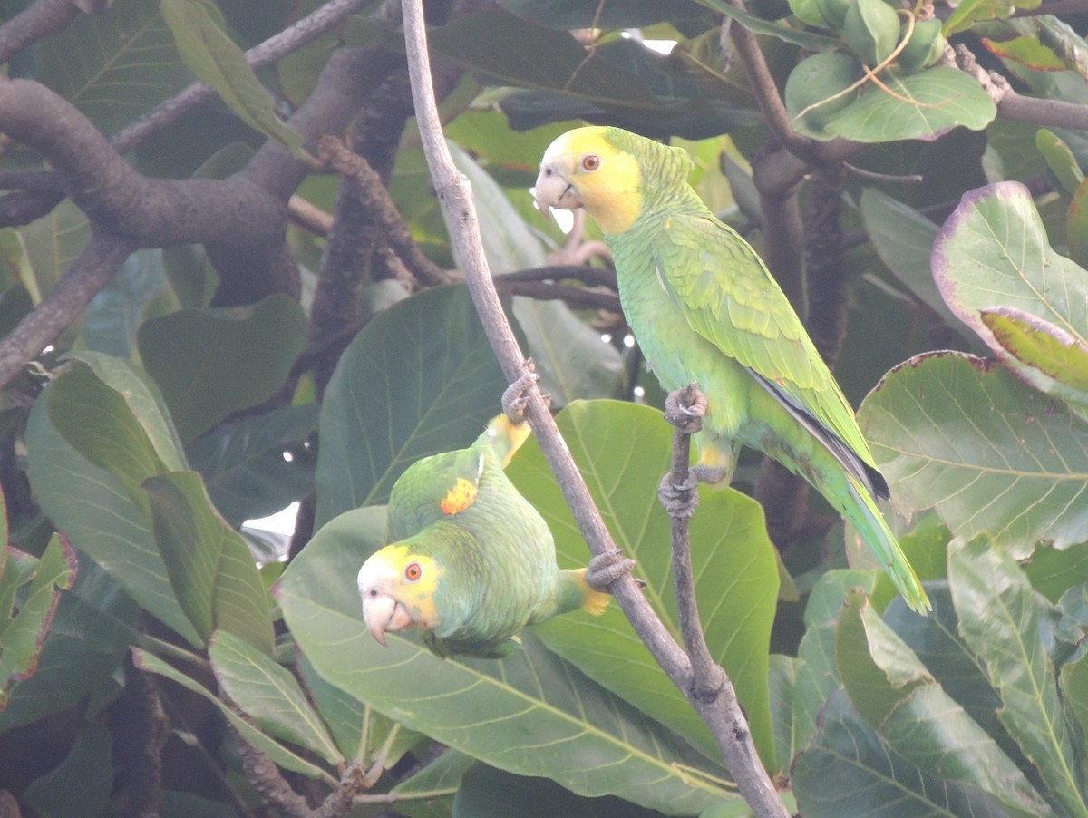 Yellow-shouldered Parrot - ML614271983