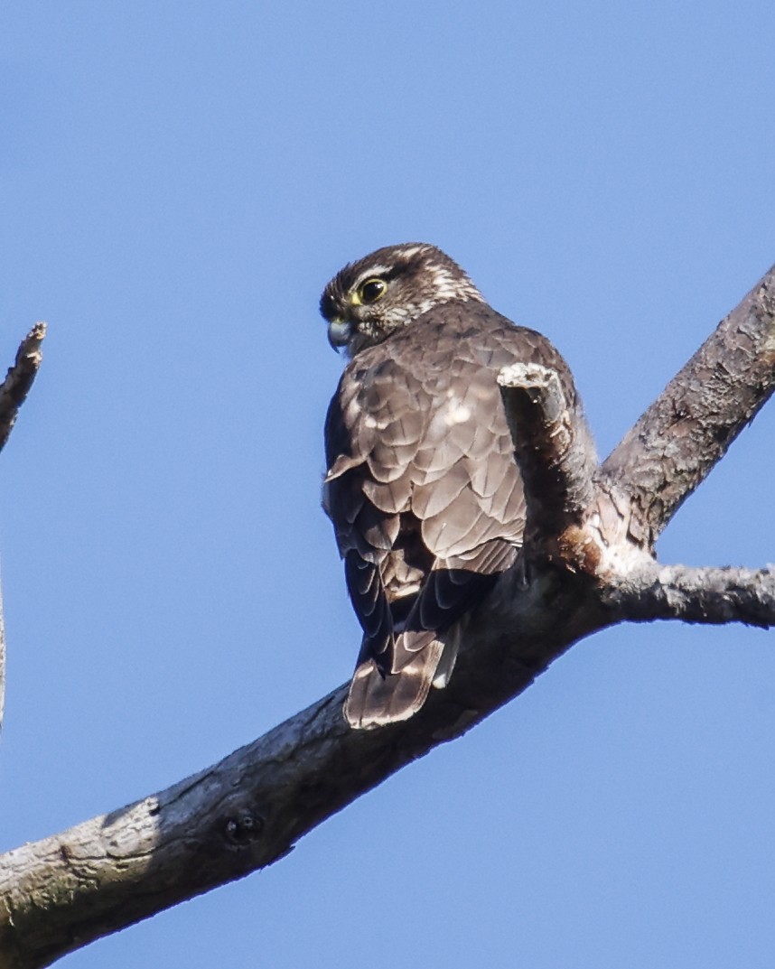 North Carolina Bird Atlas Checklist - 1 Feb 2024 - Roanoke Island--Fort ...