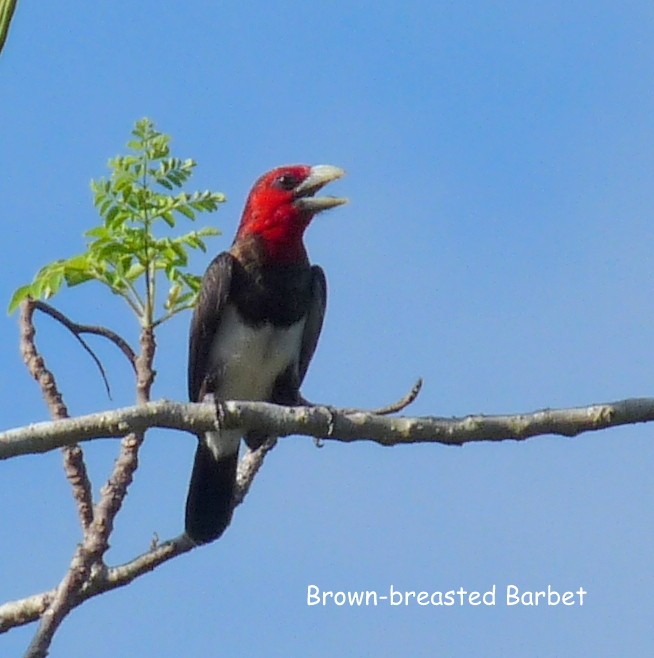 Brown-breasted Barbet - Bob Curry