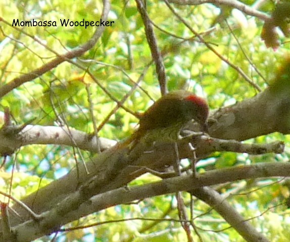 Mombasa Woodpecker - ML614272059