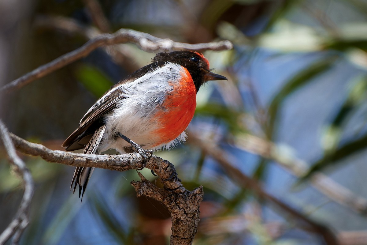 Red-capped Robin - ML614272192