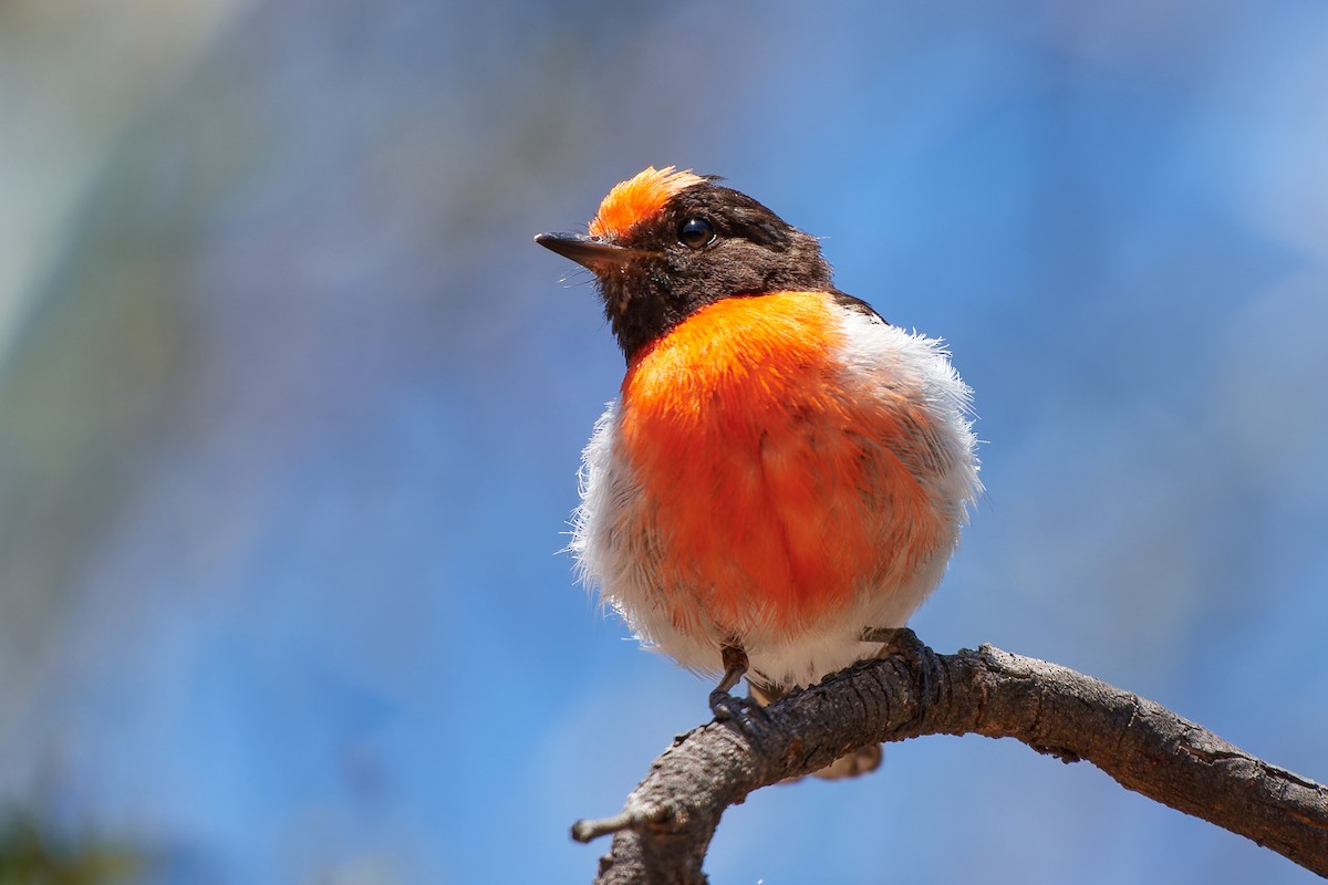 Red-capped Robin - ML614272193