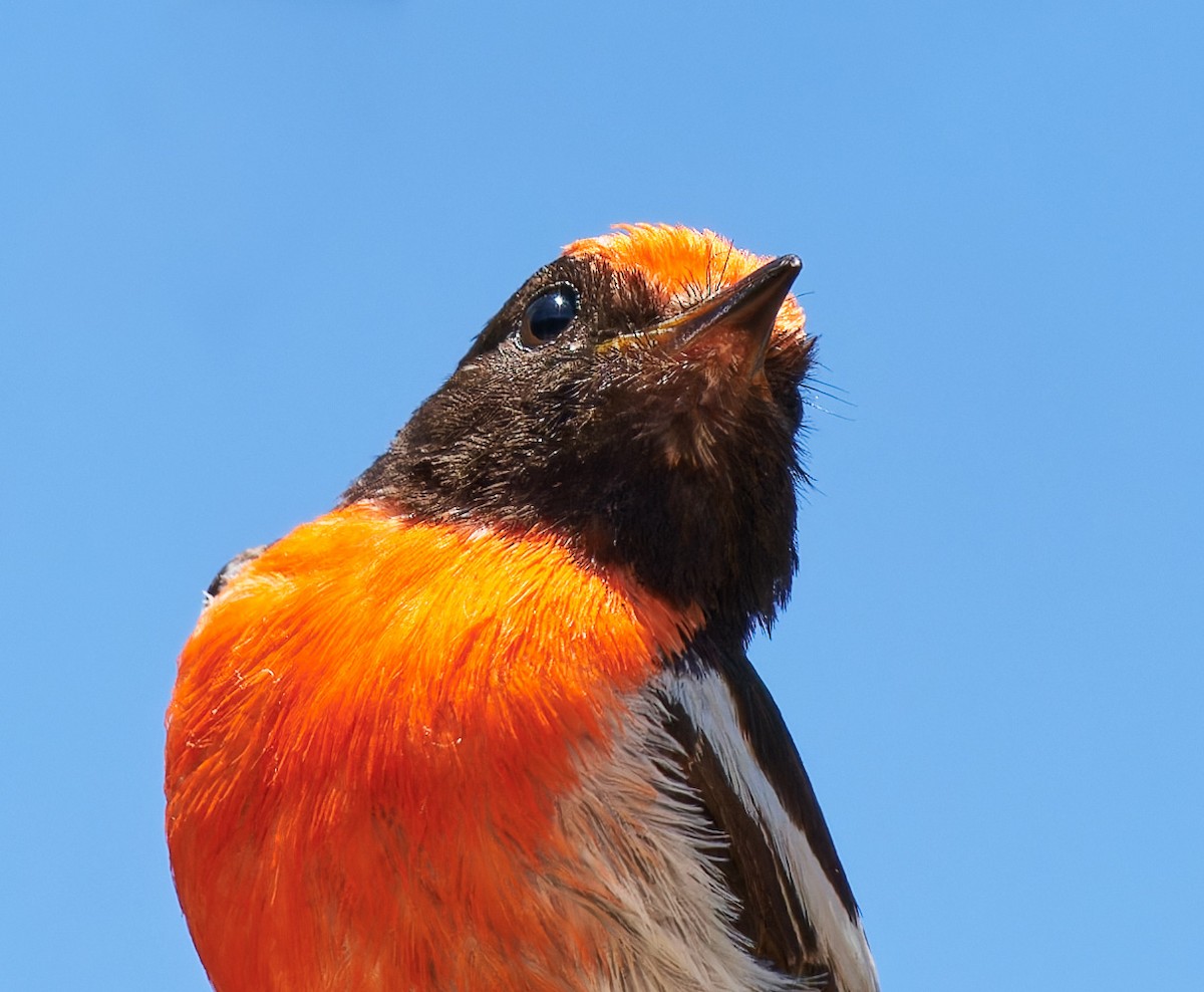 Red-capped Robin - ML614272194