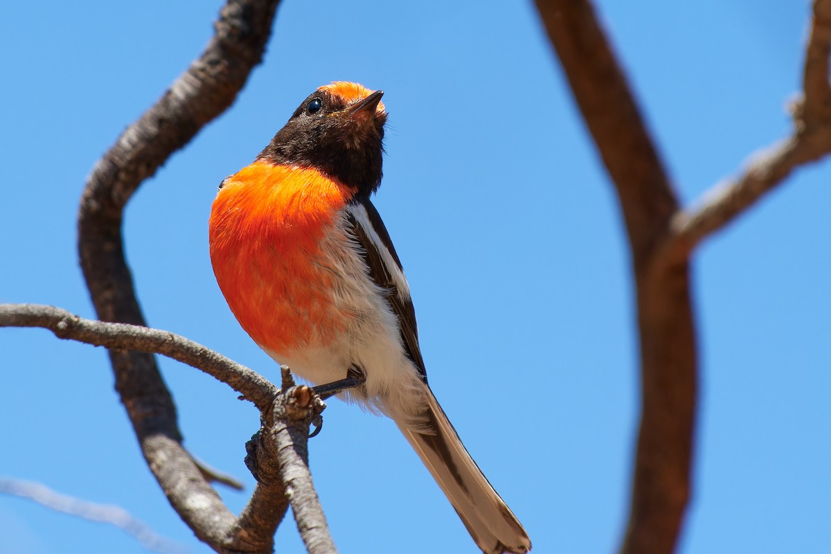 Red-capped Robin - ML614272196