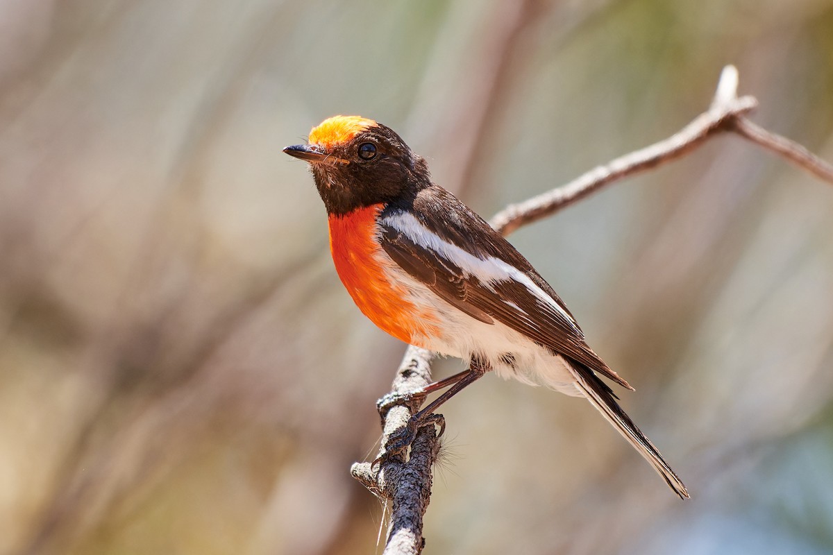 Red-capped Robin - ML614272197