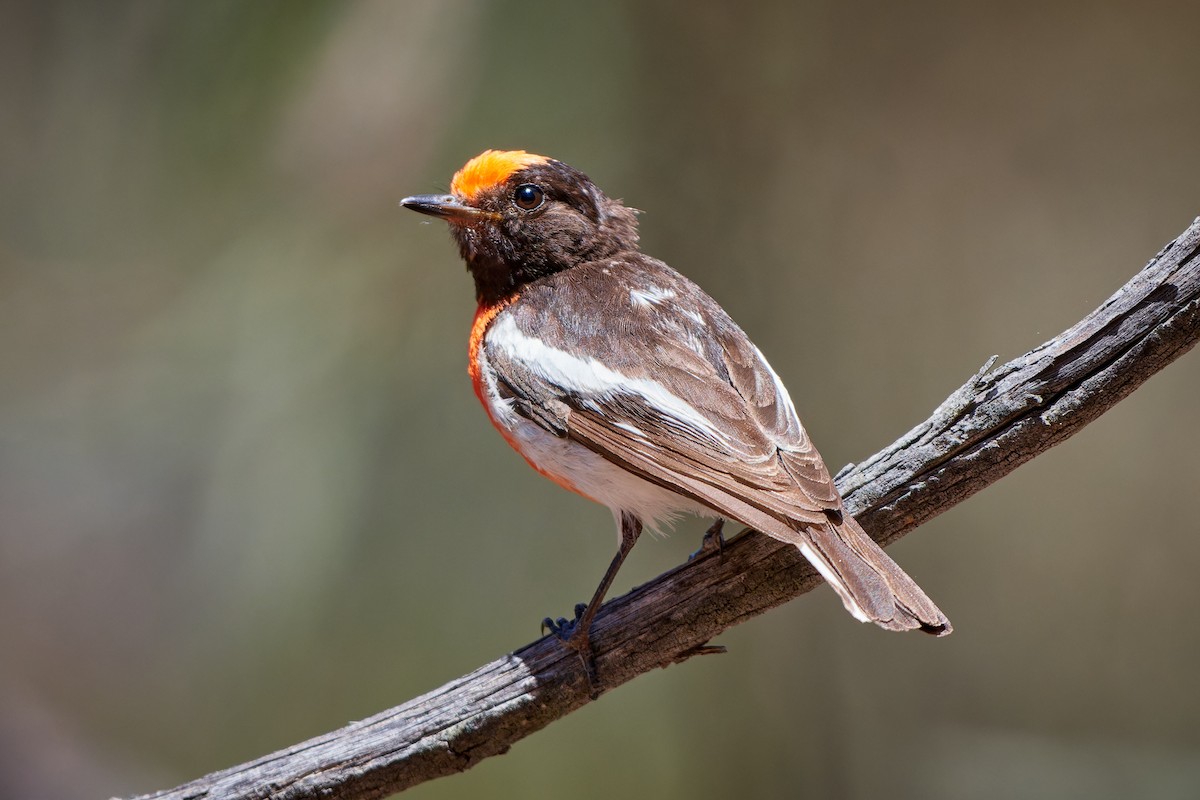 Red-capped Robin - ML614272198