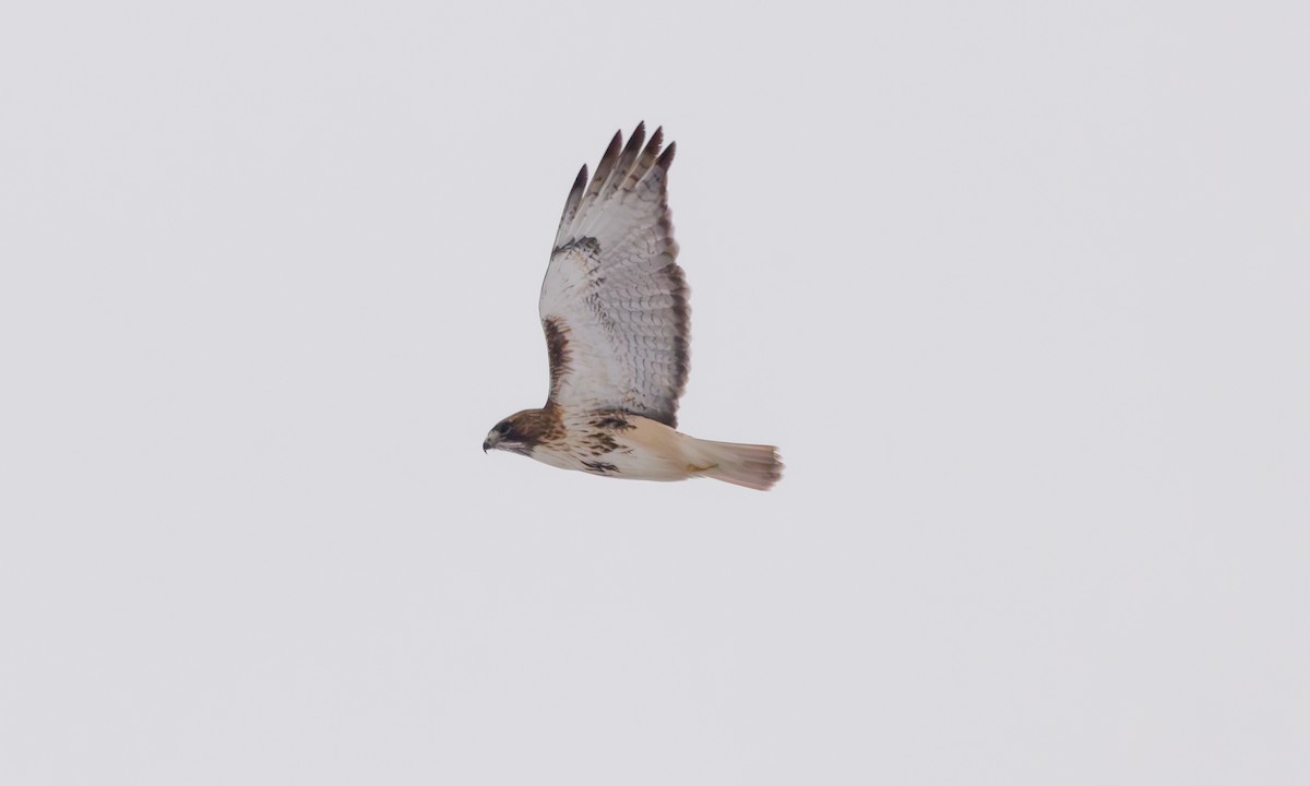 Red-tailed Hawk (borealis) - ML614272292