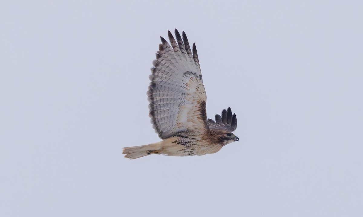 Red-tailed Hawk (borealis) - ML614272316