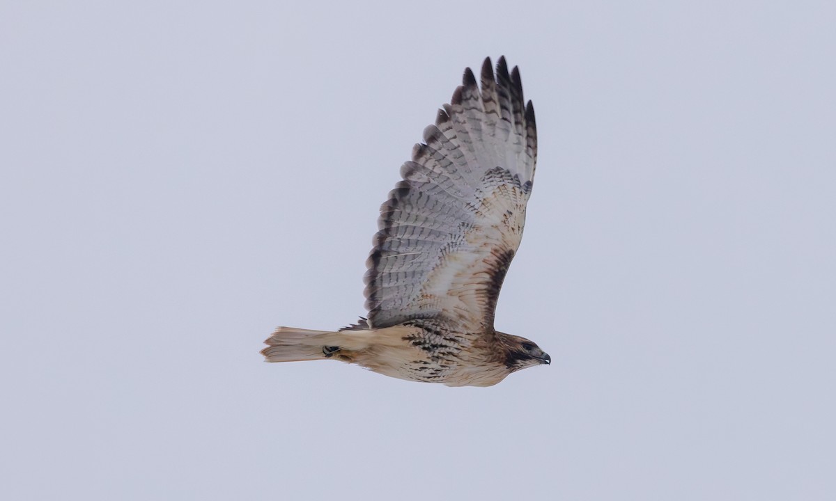 Red-tailed Hawk (borealis) - ML614272322