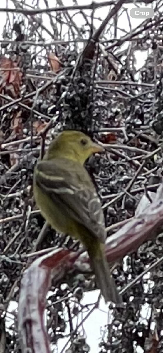 Western Tanager - ML614272337
