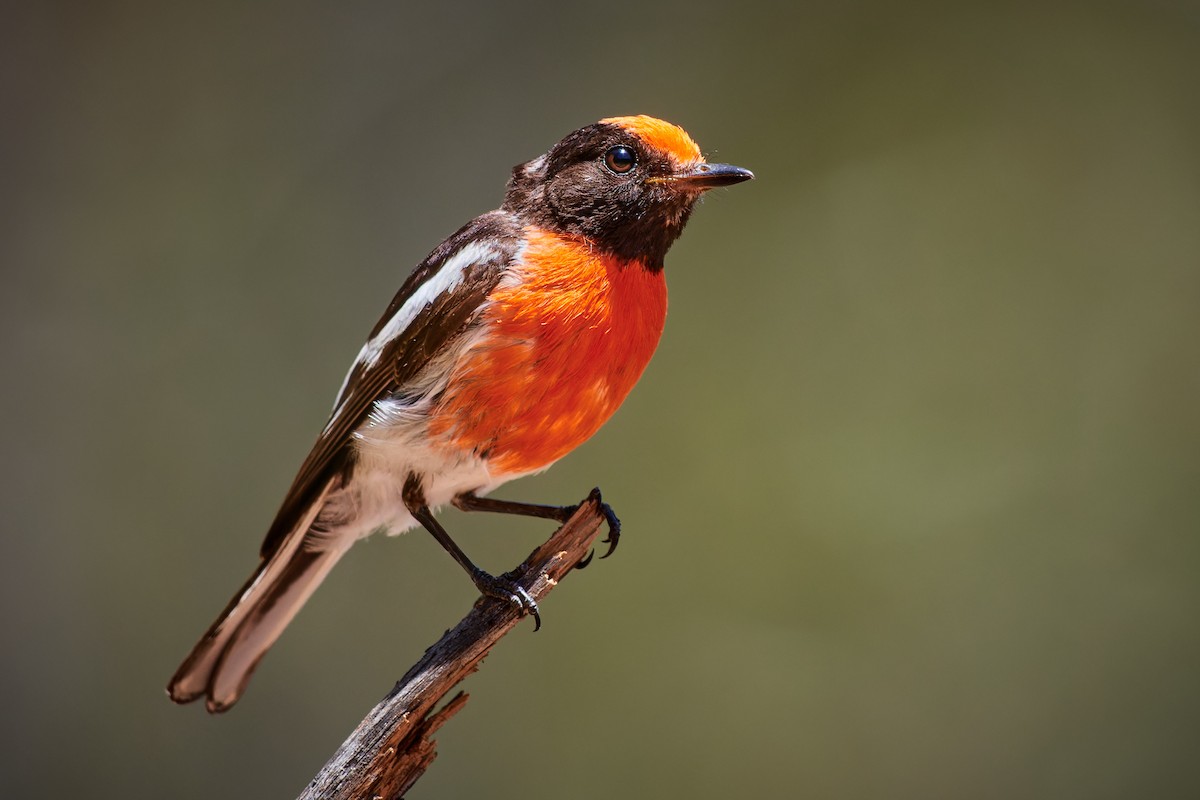 Red-capped Robin - ML614272535