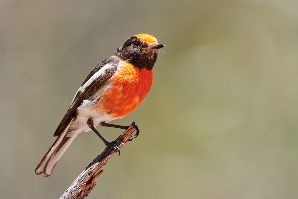 Red-capped Robin - ML614272536