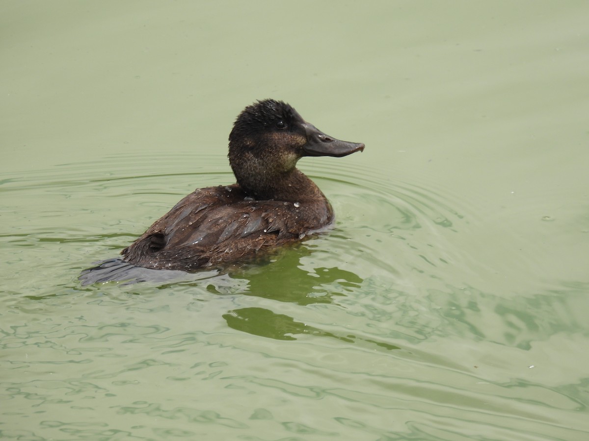 Andean Duck - ML614272769