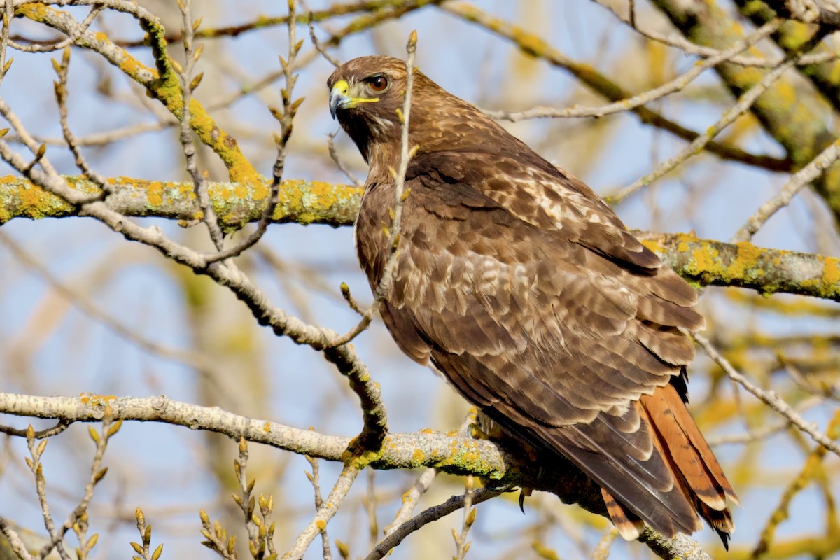 Red-tailed Hawk - George Gibbs