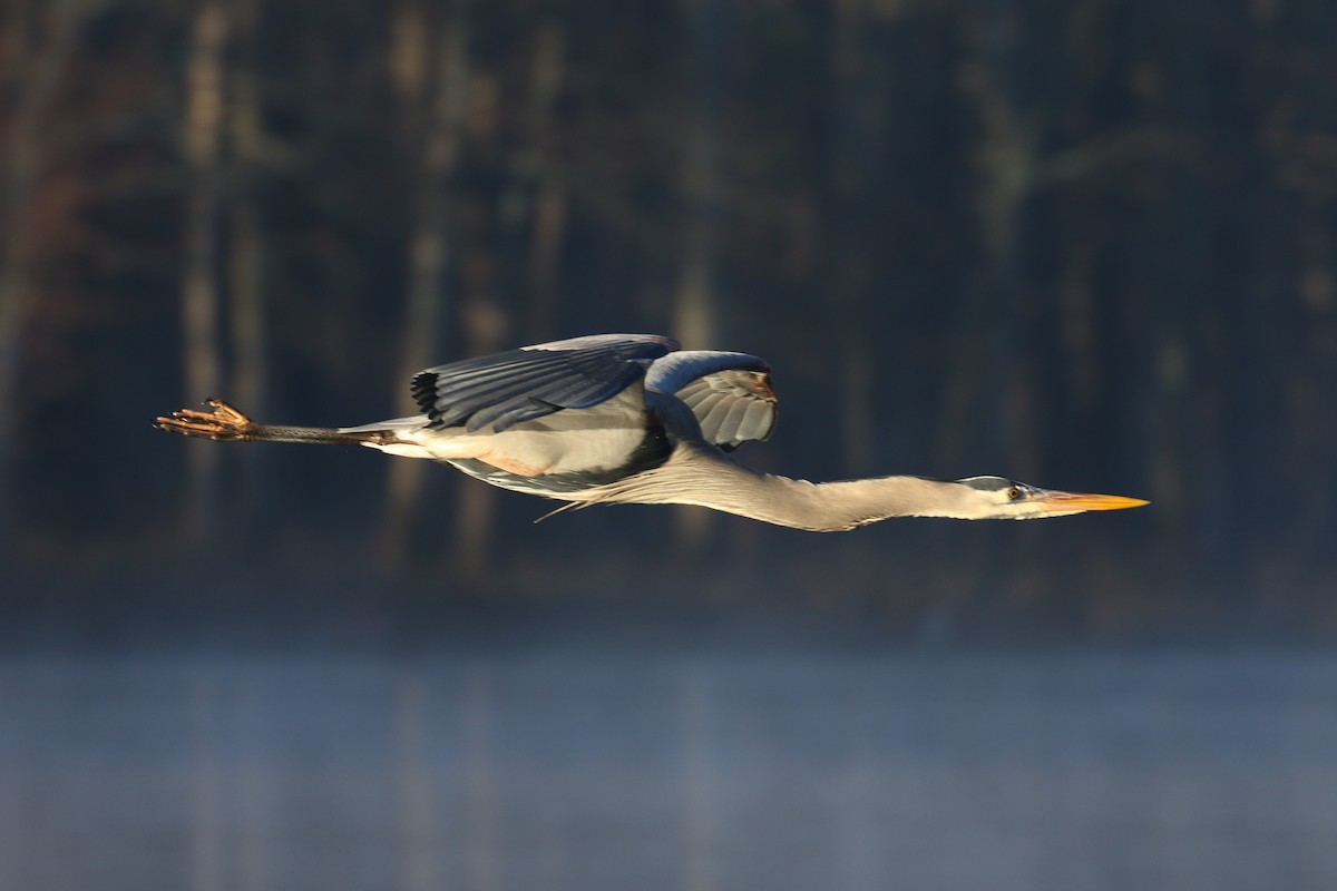 Great Blue Heron - Sujata roy