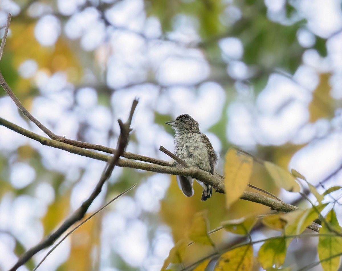 Scaled Piculet - ML614272963