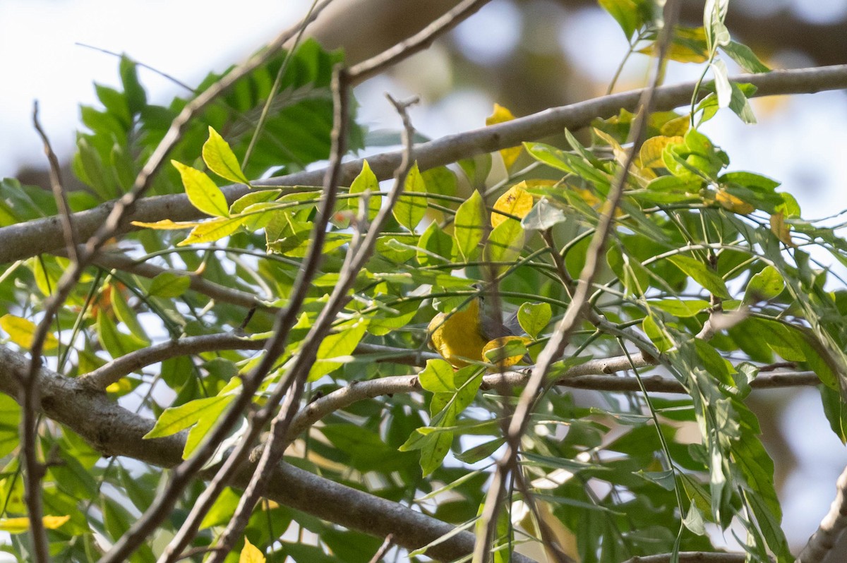 Golden-crowned Warbler - ML614273063