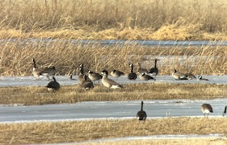 Greater White-fronted Goose, ML614273252
