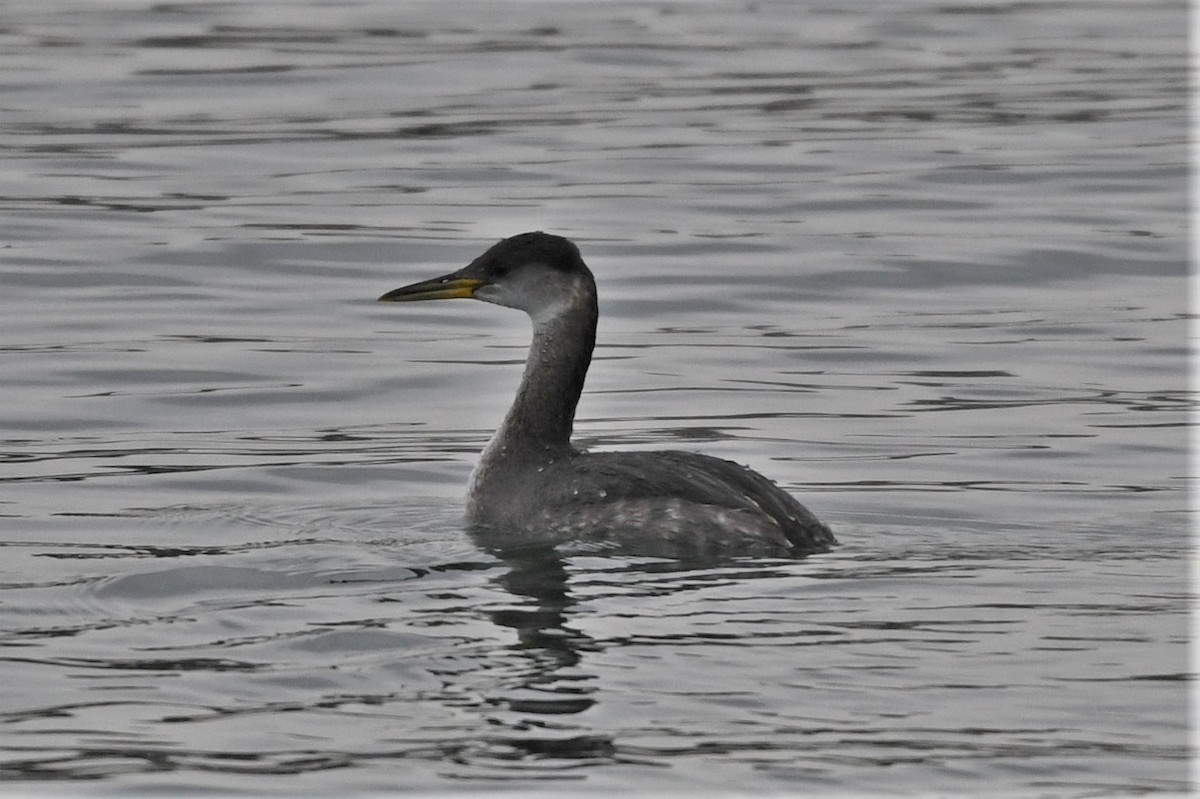 Red-necked Grebe - ML614273354