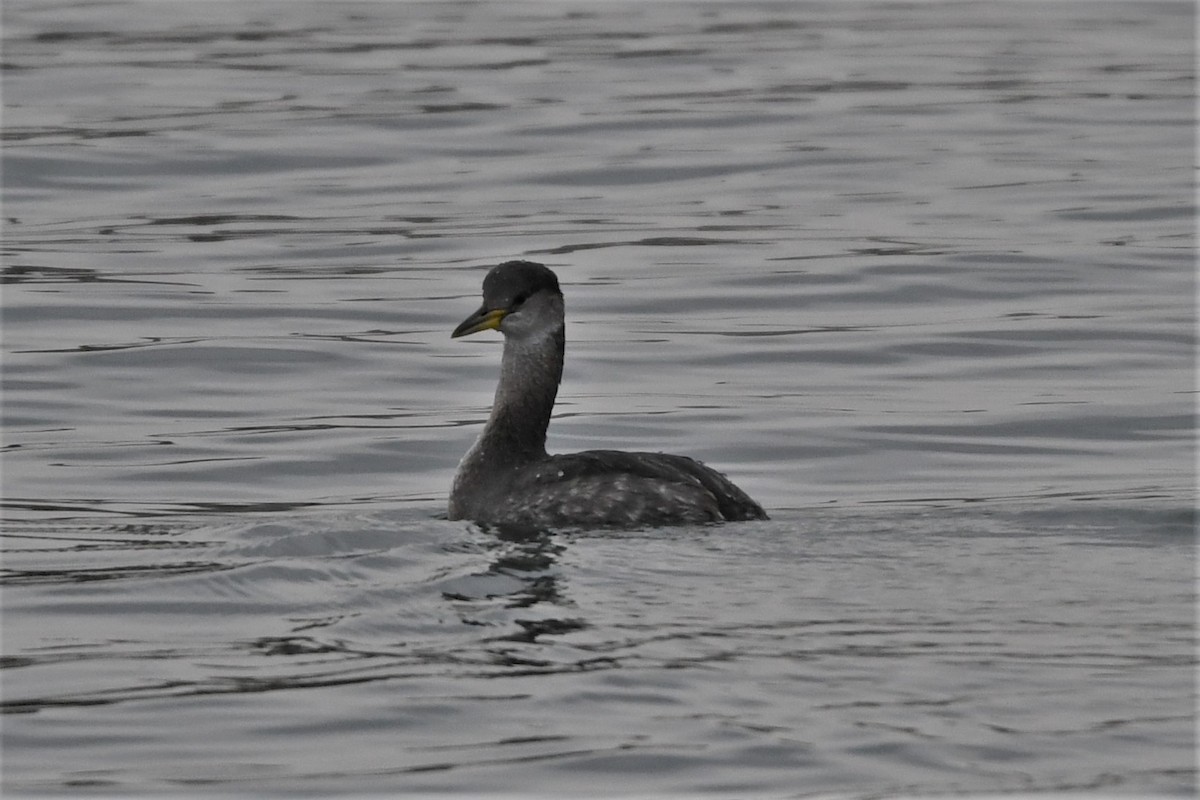 Red-necked Grebe - ML614273355