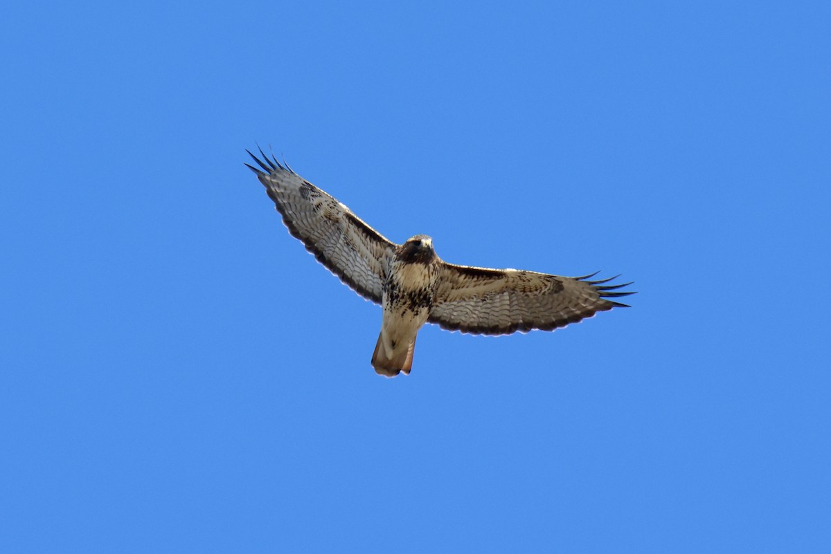 Red-tailed Hawk - ML614273360