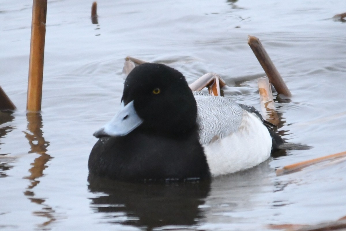 Greater/Lesser Scaup - ML614273442