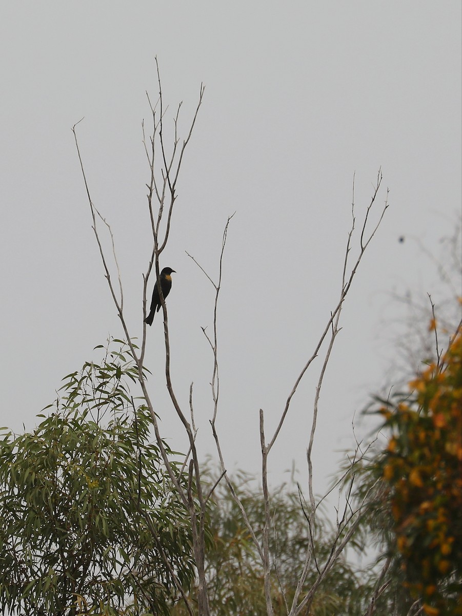 Square-tailed Drongo-Cuckoo - ML614273581