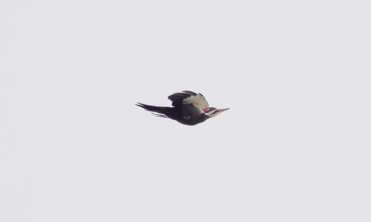 Pileated Woodpecker - ML614273624
