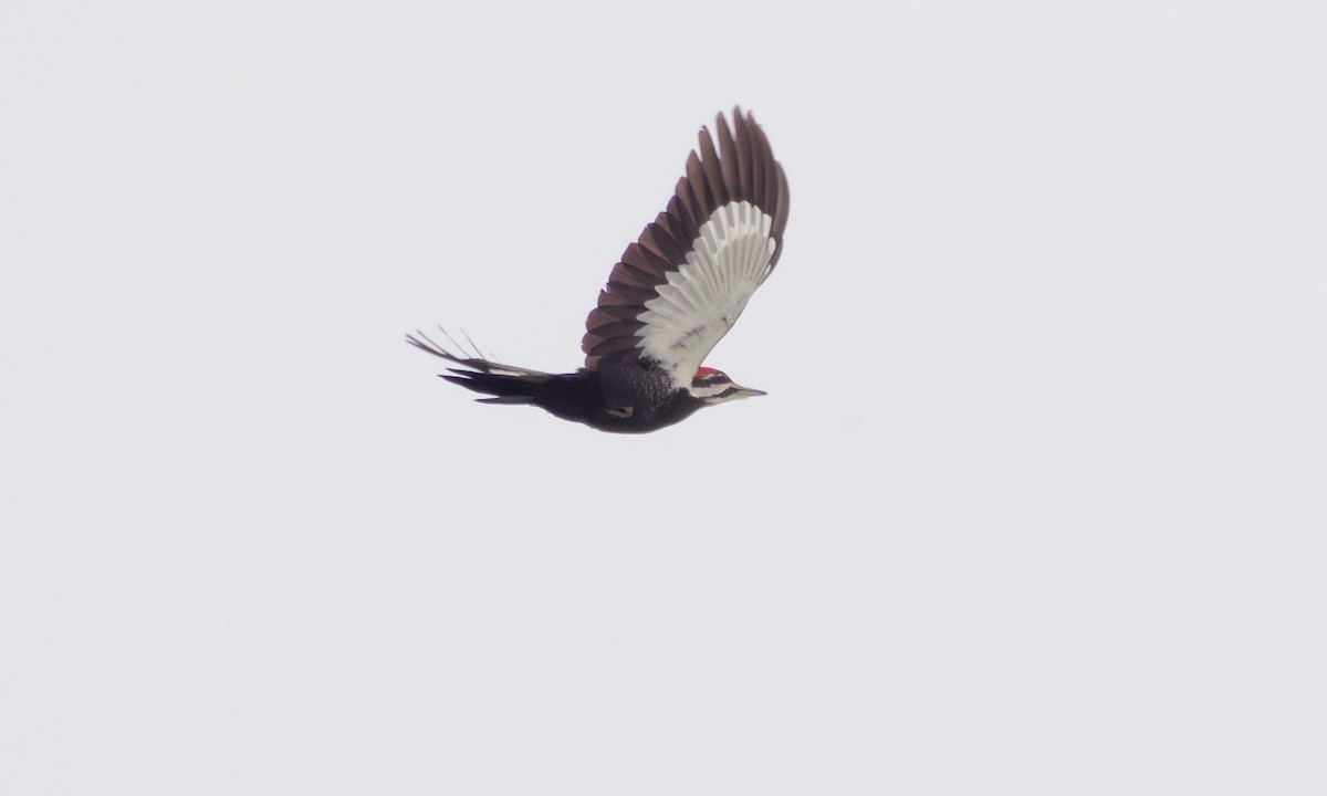 Pileated Woodpecker - ML614273632