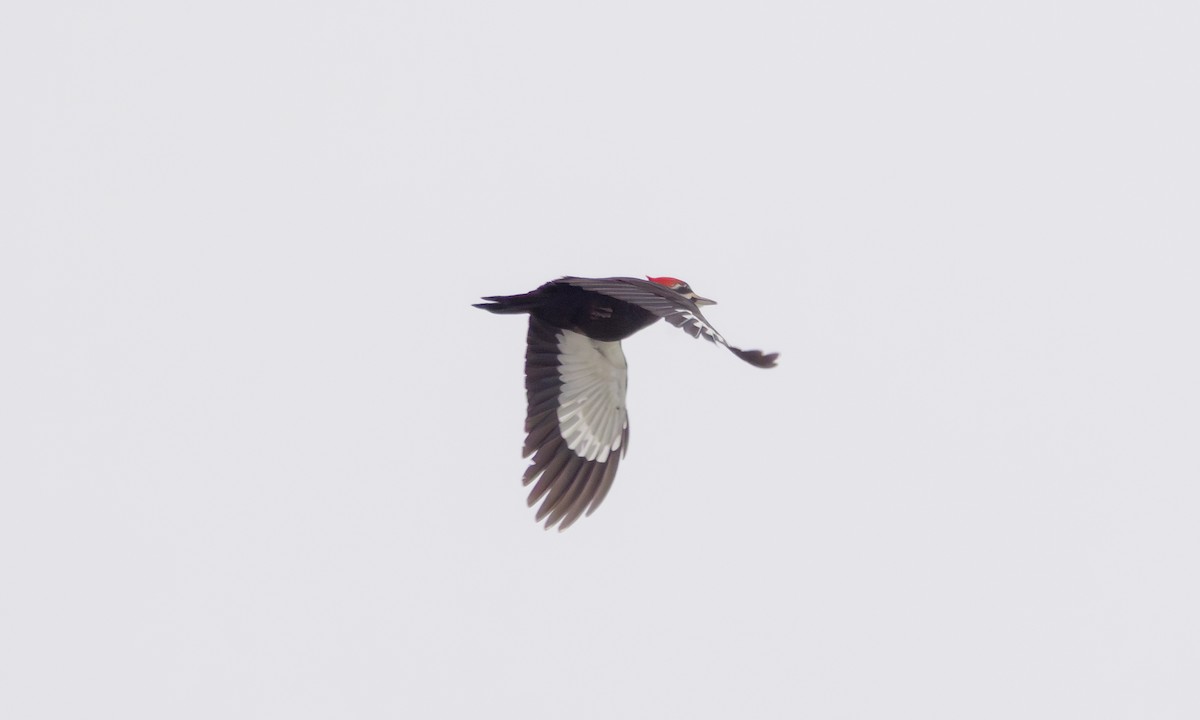 Pileated Woodpecker - ML614273642