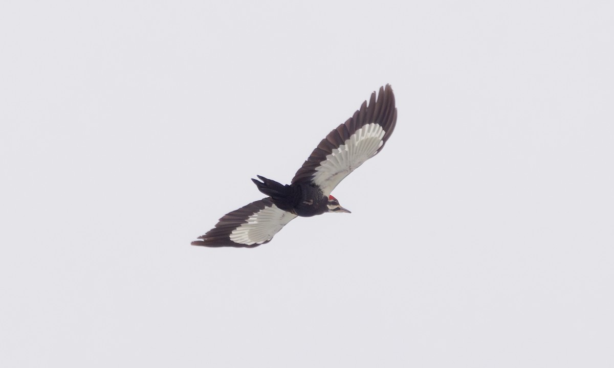 Pileated Woodpecker - ML614273649