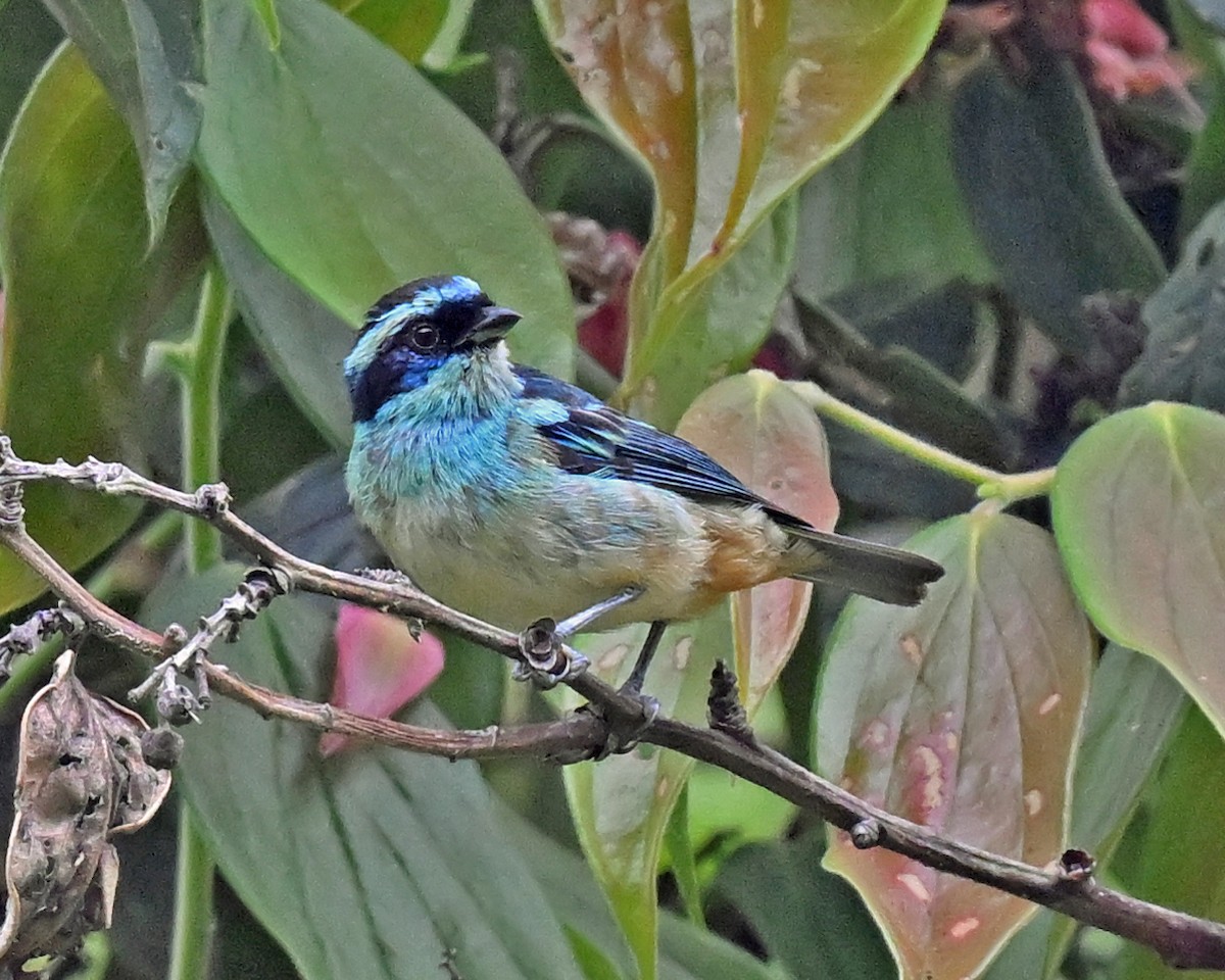 Blue-browed Tanager - ML614273887