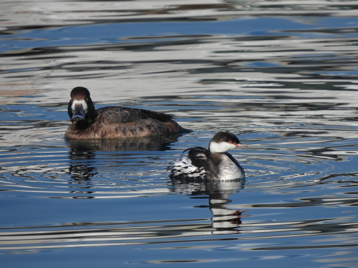 Greater Scaup - ML614273900