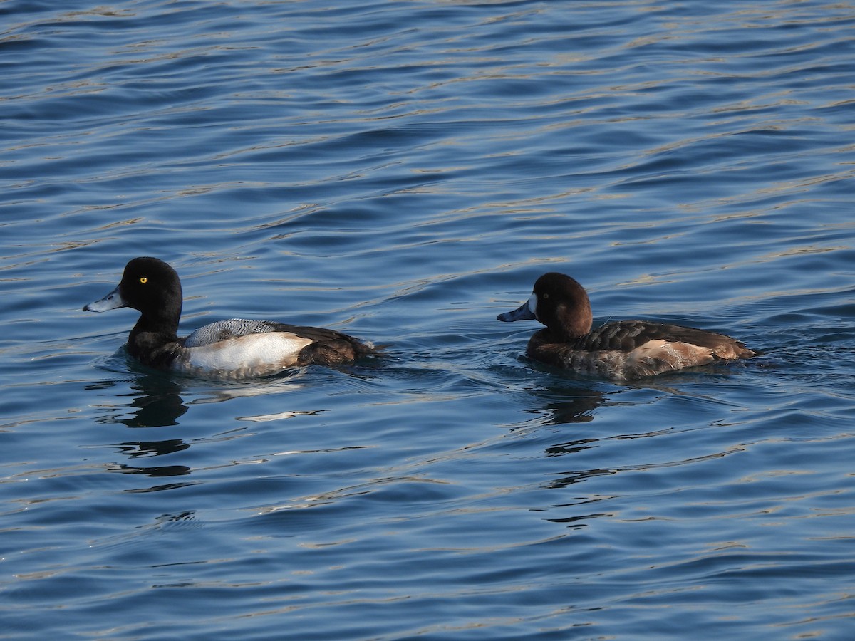 Greater Scaup - ML614273901