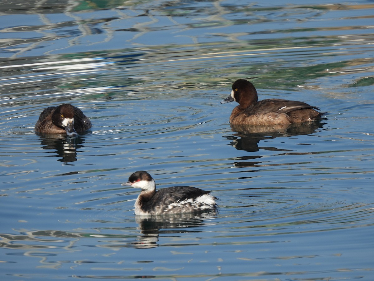Greater Scaup - ML614273902