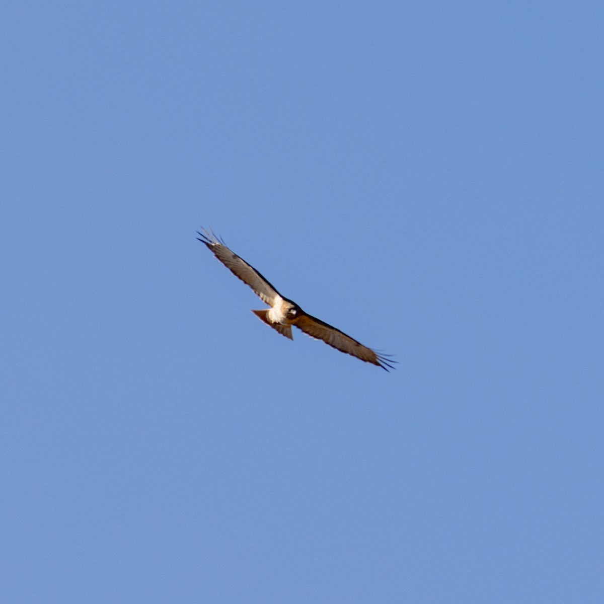Red-tailed Hawk - Scott Priebe