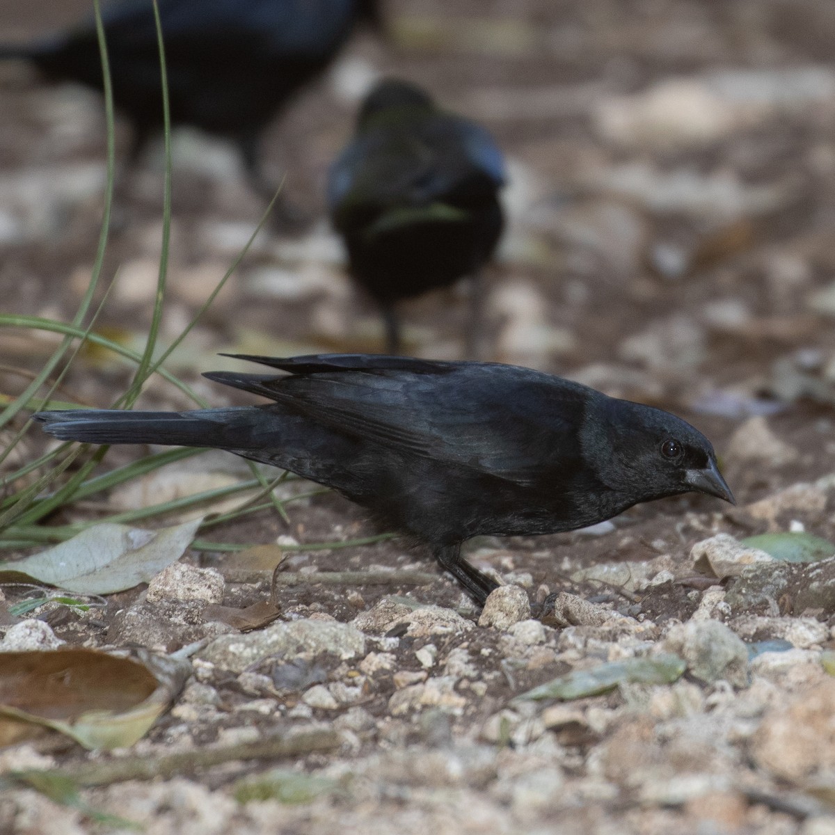 Tawny-shouldered Blackbird - ML614274081