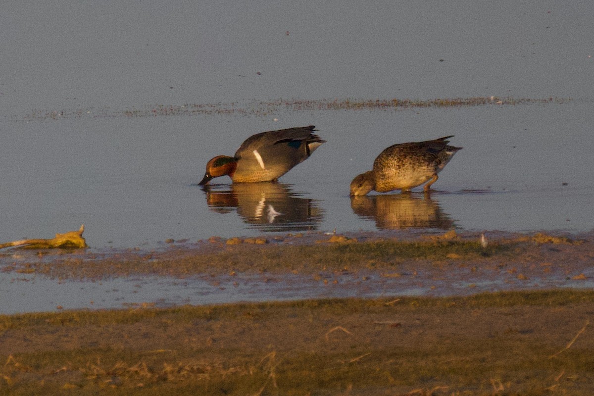 Green-winged Teal - ML614274260