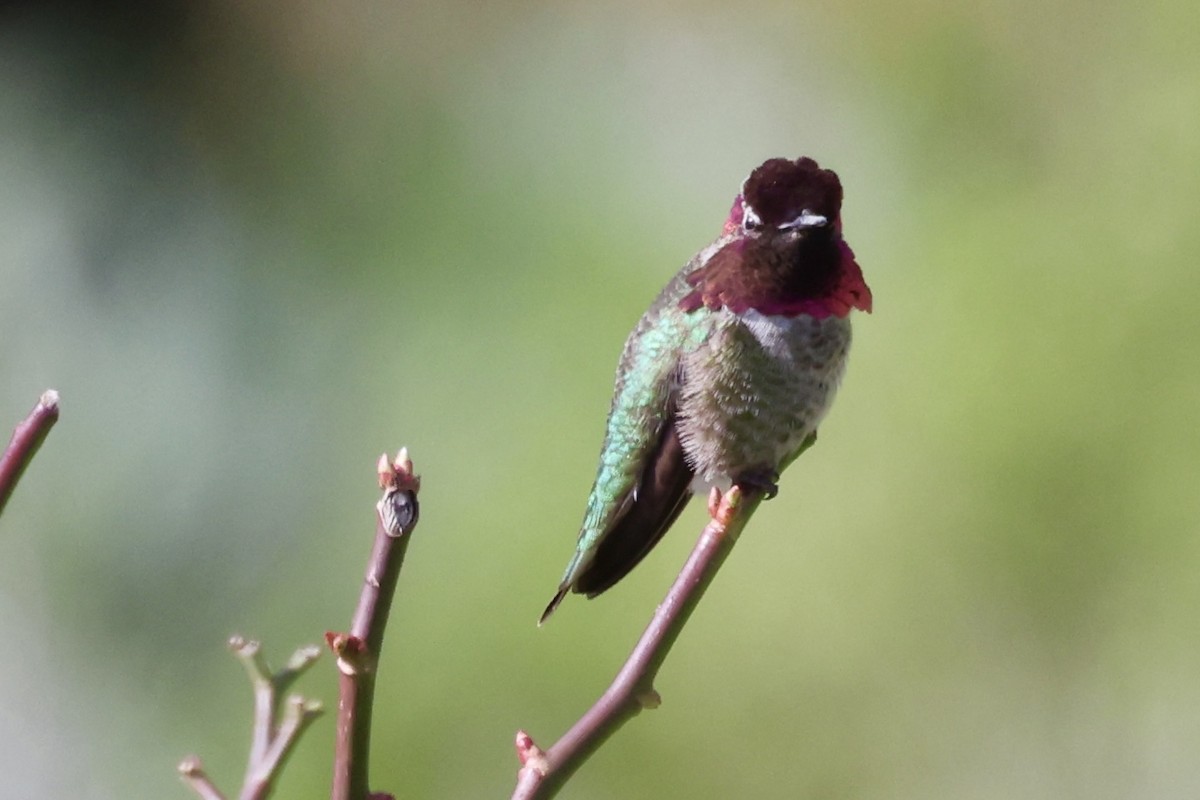 Anna's Hummingbird - ML614274320
