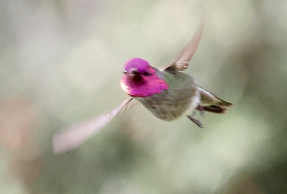 Anna's Hummingbird - ML614274321
