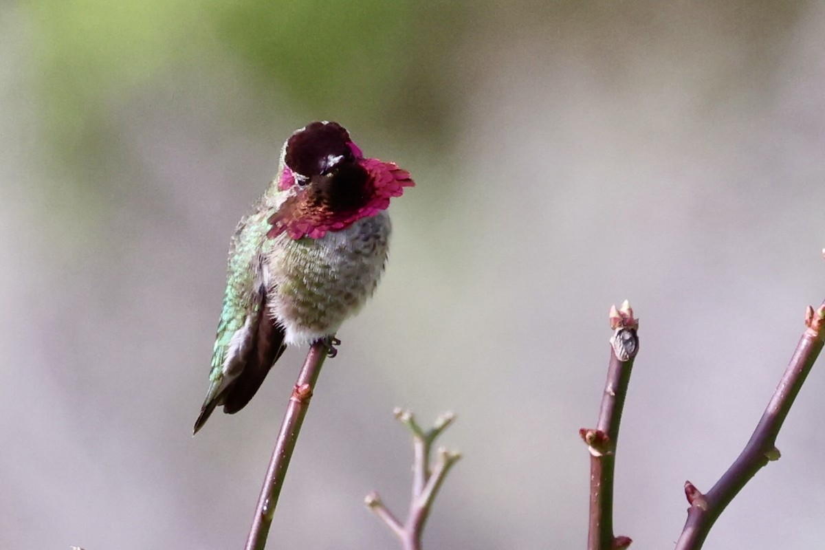Anna's Hummingbird - ML614274322