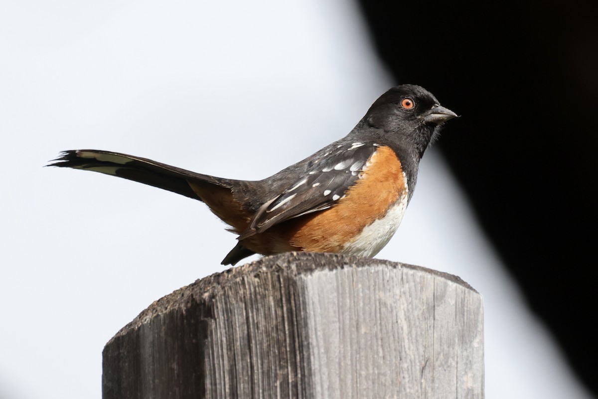 Spotted Towhee - ML614274338