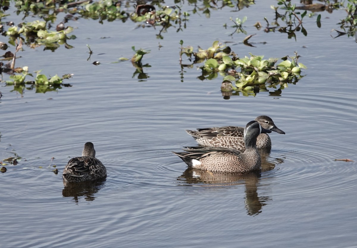 eBird Checklist 1 Feb 2024 The Celery Fields 23 species