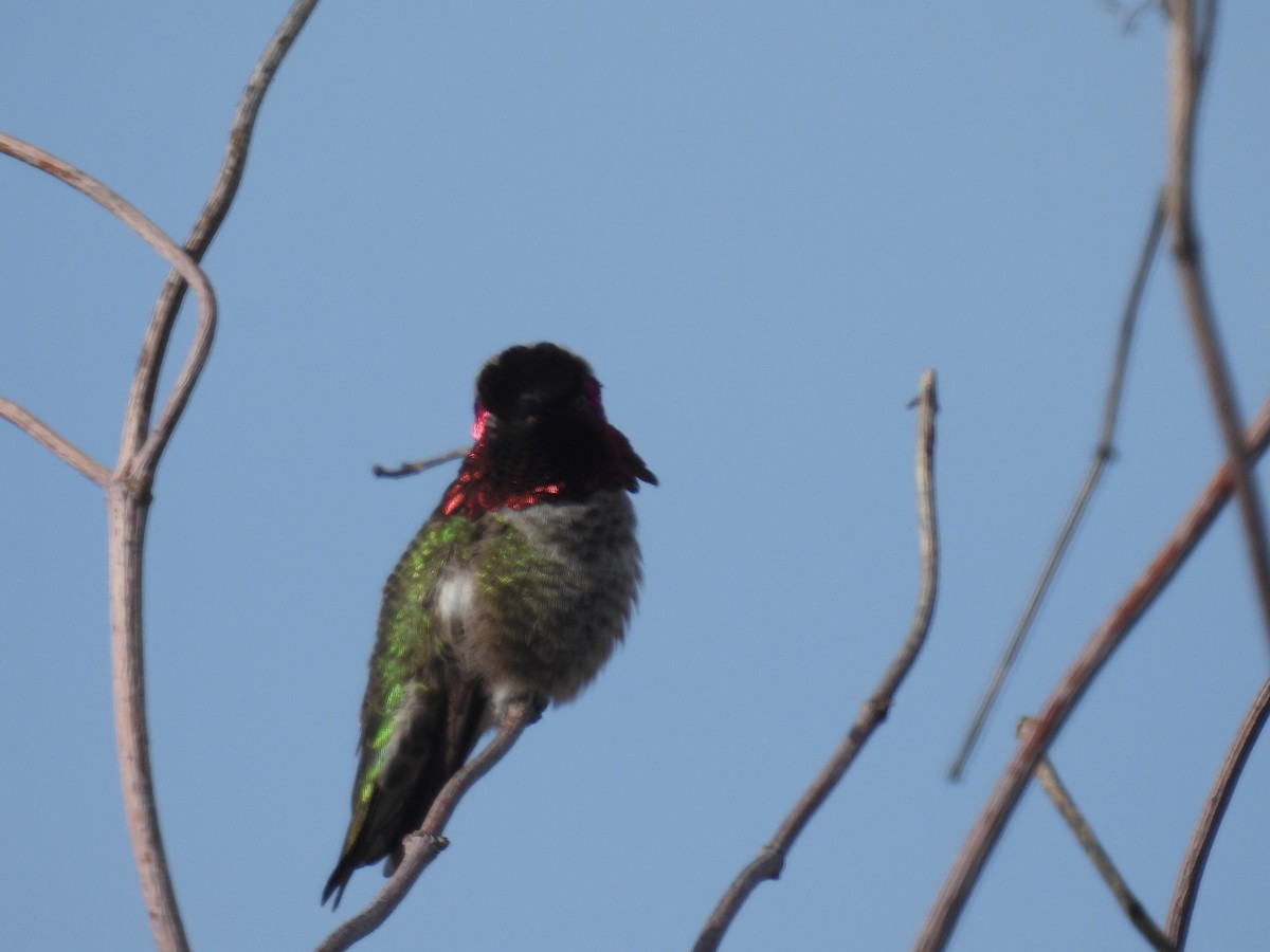 Anna's Hummingbird - ML614274419