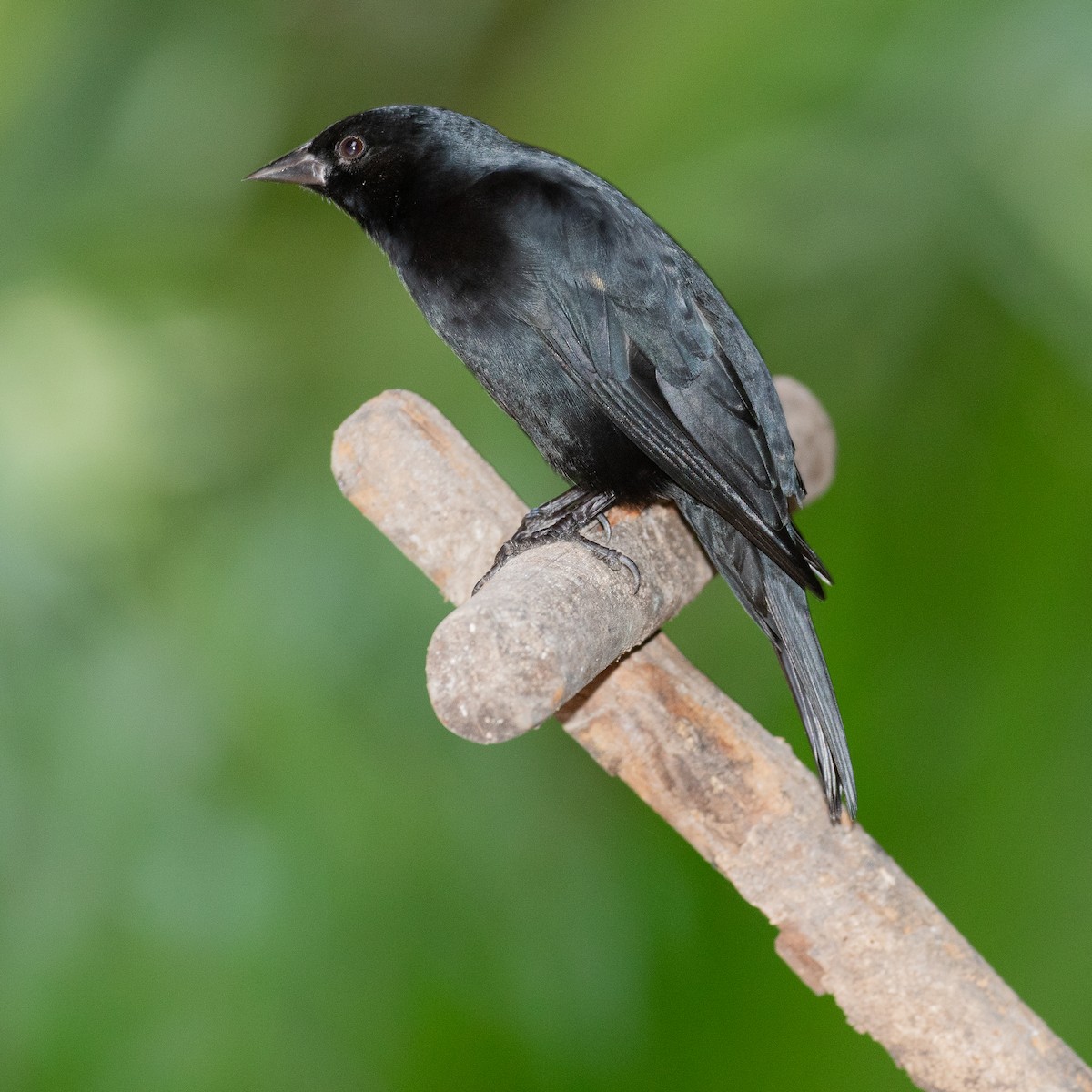 Tawny-shouldered Blackbird - ML614274454
