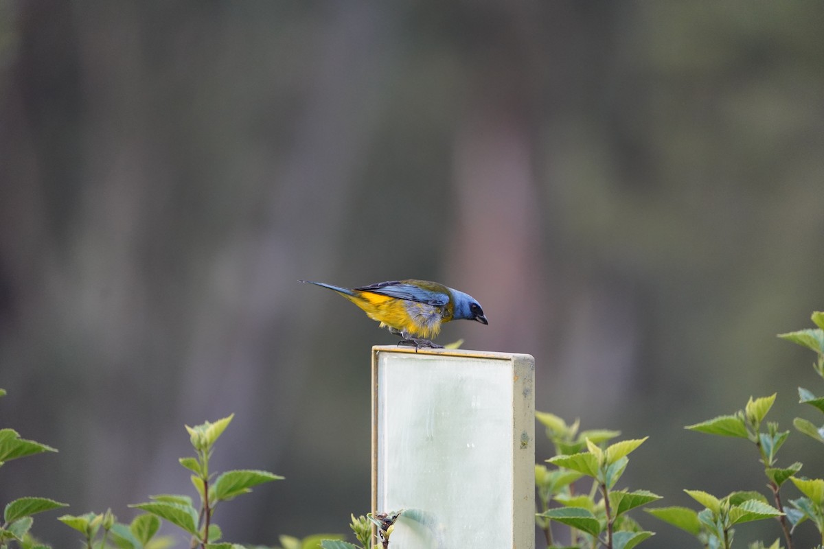 Blue-and-yellow Tanager - ML614274510